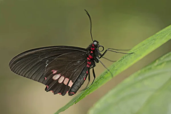 Parides Förankrar Fjäril Växt — Stockfoto