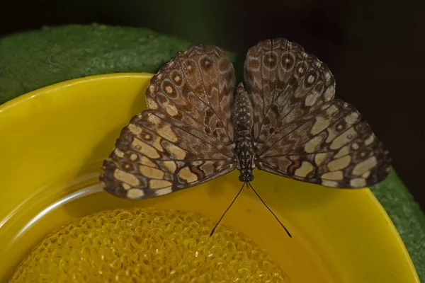 Переменный Крекер Hamadryas Feronia Butterfly — стоковое фото
