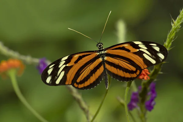 Heliconius Hecale Borboleta Tigre Longwing Borboleta Heliconius Hectare — Fotografia de Stock