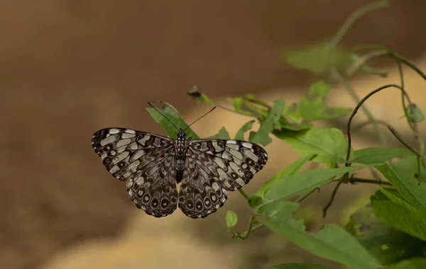 Cracker Variabile Hamadryas Feronia Butterfly — Foto Stock