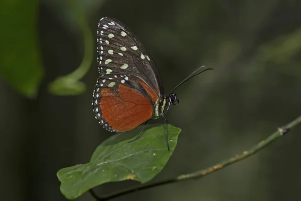 Heliconius Hecale Butterfly Tygrys Długopłetwy Motyl Heliconius Hectare — Zdjęcie stockowe