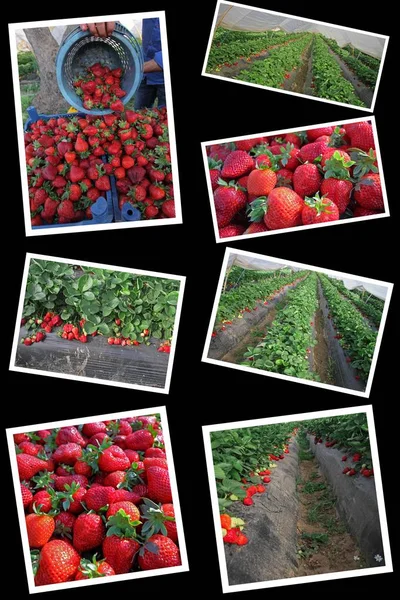 Ripening strawberries and harvest in strawberry garden.