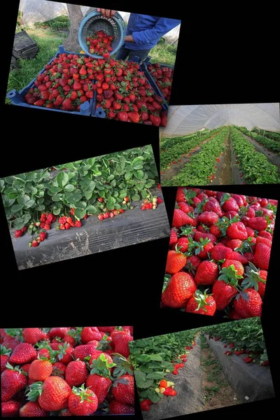 Ripening strawberries and harvest in strawberry garden.