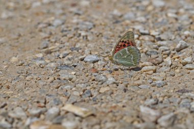 spring butterfly on the ground; Argynnis pandora