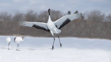 Akan, Kushiro şehrinde dans eden kırmızı taçlı turnalar, Hokkaido Japonya.