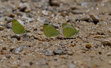Mann's White Angel Butterfly ; Pieris mannii