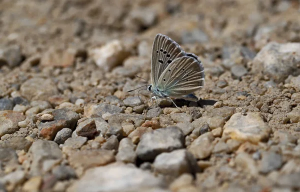 Multi Eyed Attolos Blue Butterfly Polyommatus Schuriani Attalaensis — ストック写真