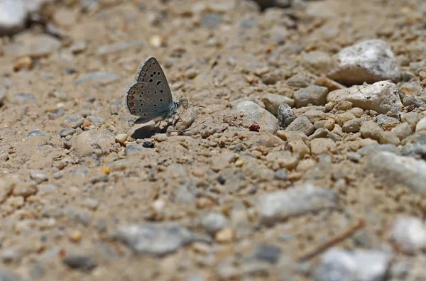 Kleiner Turanfalter Polyommatus Cornelius — Stockfoto