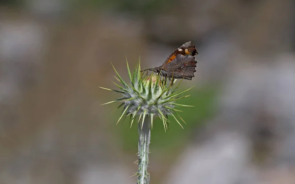 Fencebite Butterfly Libythea Celtis — 스톡 사진