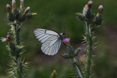 Hawthorn beyaz kelebeği; Aporia krataegi