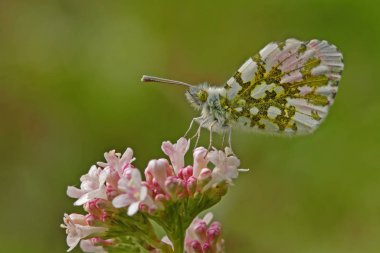 Orange fancy butterfly ; Anthocharis cardamines