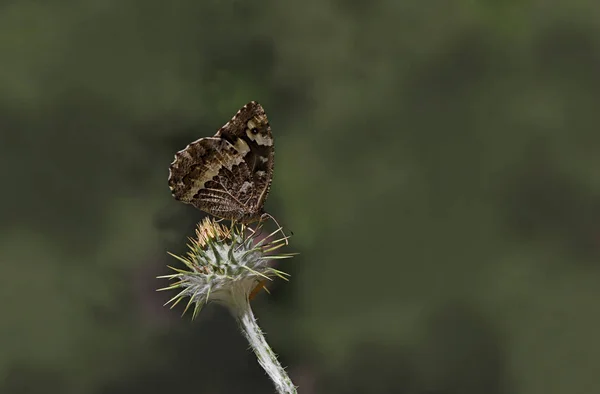 Motyl Czarny Murat Brintesia Circe — Zdjęcie stockowe