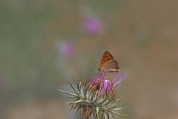 Benekli Bakr Kelebek Lycaena Phlaeas — 스톡 사진