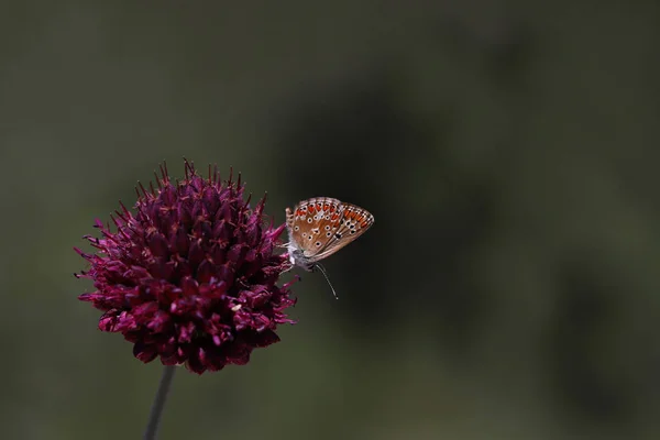 Многоглазый Брюнетка Бабочка Polyommatus Agestis — стоковое фото