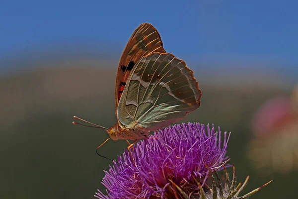 Bahadr Butterfly Argynnis Pandora — Stock Photo, Image