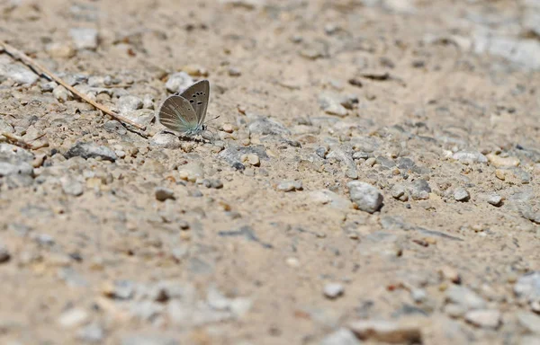Multi Eyed Attolos Blue Butterfly Polyommatus Schuriani Attalaensis — 图库照片