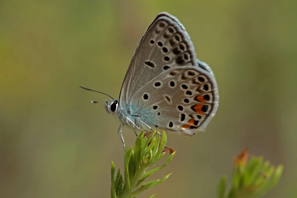 Papillon Bleu Argenté Polyommatus Loewii — Photo