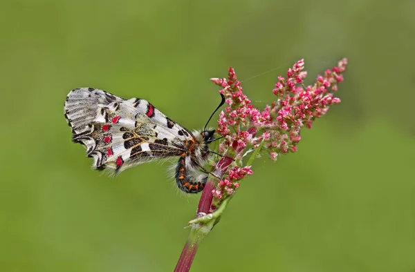 Farfalla Festone Della Foresta Zerynthia Cerisyi — Foto Stock