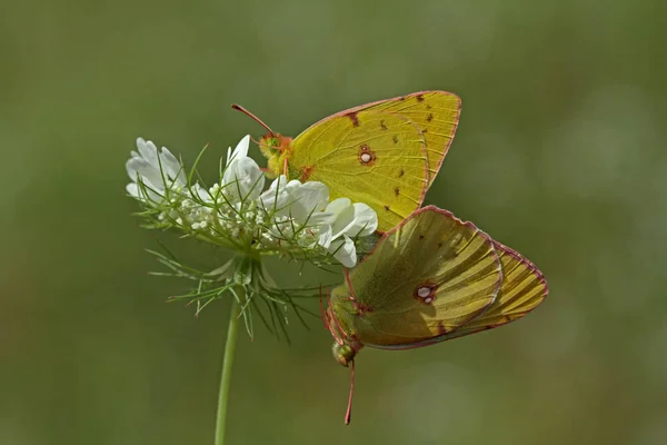 Paar Gelber Azmaet Schmetterling Colias Crocea — Stockfoto