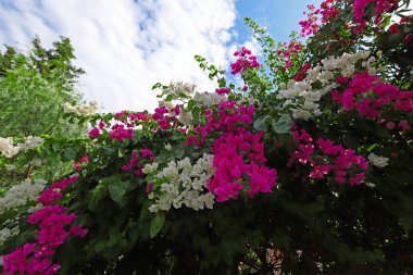 Bougainvillea glabra veya bougainvillea çiçeği.