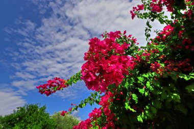 Bougainvillea glabra veya bougainvillea çiçeği.