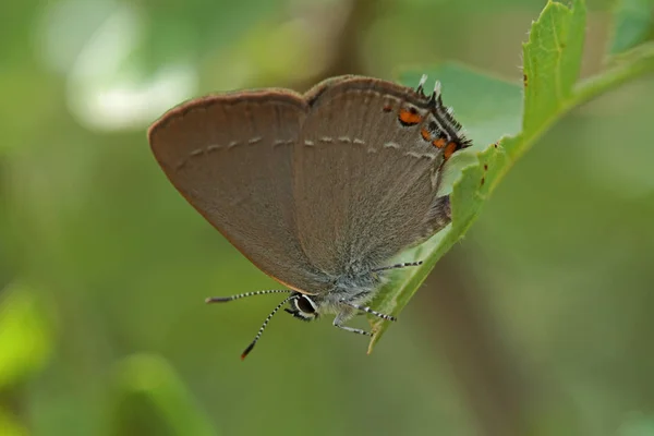 Grande Amor Borboleta Satyrium Ilicis — Fotografia de Stock