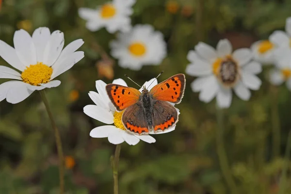 Borboleta Cobre Manchada Lycaena Phlaeas — Fotografia de Stock