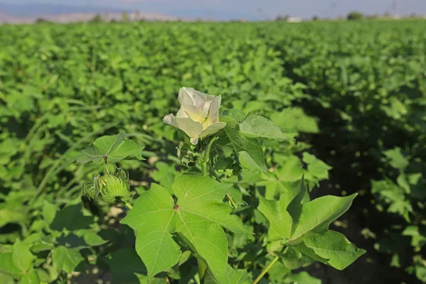 Cotton plants that bloom in the cotton field.