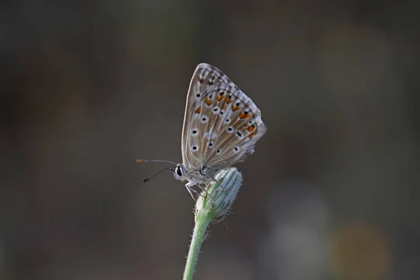 Polygose Anatolian Freckle Polyommatus Ossmar — 스톡 사진