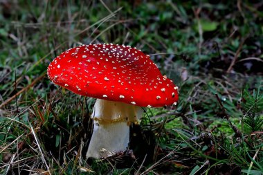 Kızıl sinek mantarı; amanita muscaria