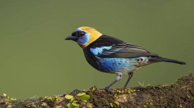 Golden-hooded Tanager, Tangara larvata, exotic tropical blue bird with gold head from Costa Rica. Wildlife scene from nature. 