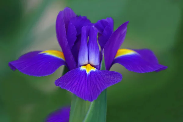 Fiore Iride Blu Iris Iridacee — Foto Stock