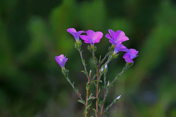 Grama Iaque Epilóbio Angustifolium — Fotografia de Stock