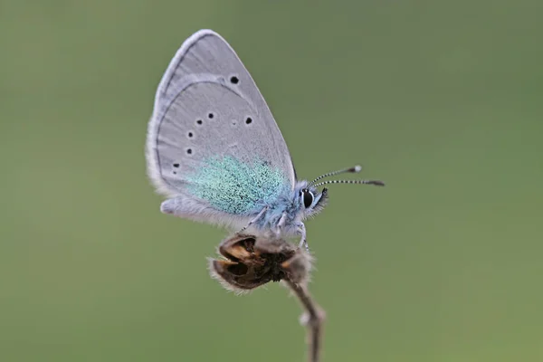 Синій Метелик Karagz Glaucopsyche Alexis — стокове фото