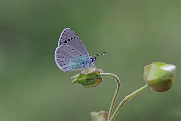 Mariposa Azul Karagz Glaucopsyche Alexis — Foto de Stock