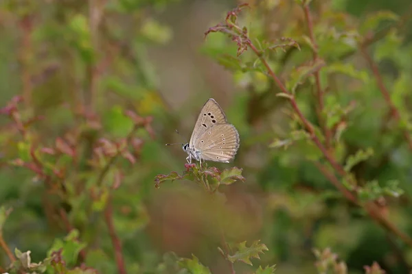 Polygocal Amasya Esmeri Polyommatus Mithridates — стокове фото