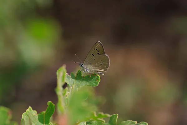 Polygocal Amasya Esmeri Polyommatus Mithridates — 스톡 사진