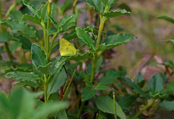 Yellow Vigor Colias Crocea — Stock Photo, Image