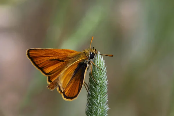 Yellow Aerial Hopper Thymelicus Sylvestris — Stock Photo, Image