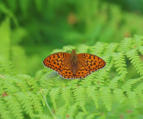 Primeira Borboleta Blackberry Brenthis Daphne — Fotografia de Stock