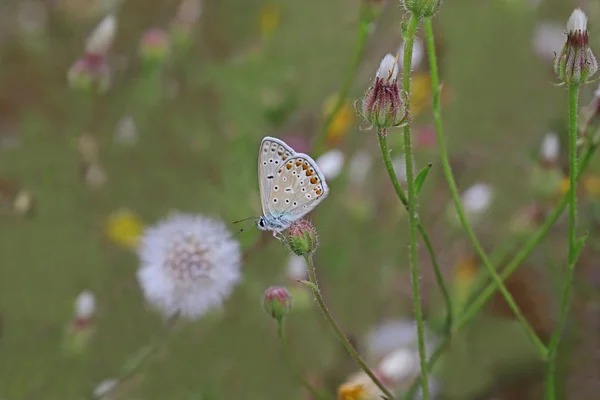 Borboleta Azul Olhos Múltiplos Polyommatus Icarus — Fotografia de Stock