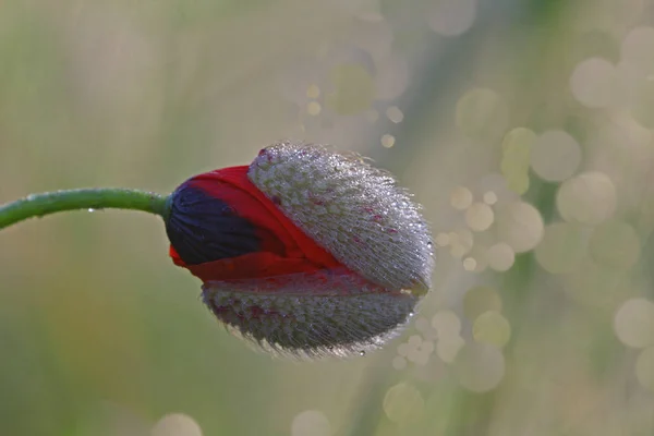 Цветок Мака Papaver Rhoeas — стоковое фото