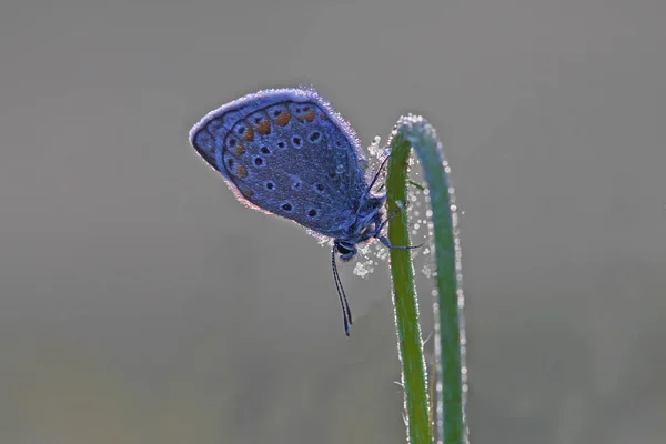Papillon Bleu Aux Yeux Multiples Polyommatus Icarus — Photo