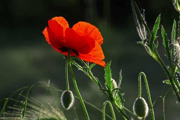 Poppy Flower Papaver Roeas — Stockfoto