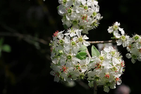 Ahlat Tree Boz Pear Flowers Pyrus Elaeagnifolia Oleaster Leaf Pear — Stock Photo, Image