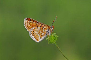 jovial butterfly ;  Euphydryas aurinia butterfly 