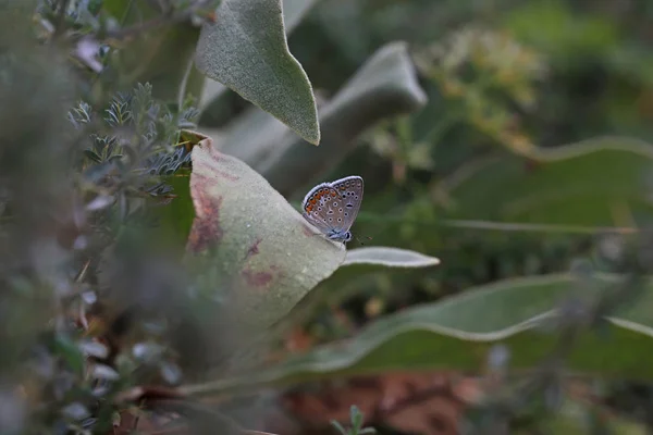 Többszemű Kék Pillangó Polyommatus Icarus — Stock Fotó