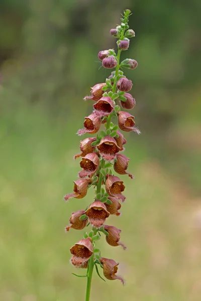 Planta Grama Dedal Digitalis Purpurea — Fotografia de Stock