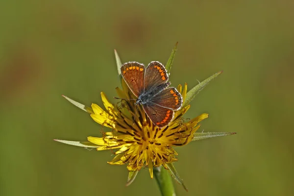 Very Eyes Brunette Butterfly Polyommatus Agestis Butterfly — Stok fotoğraf