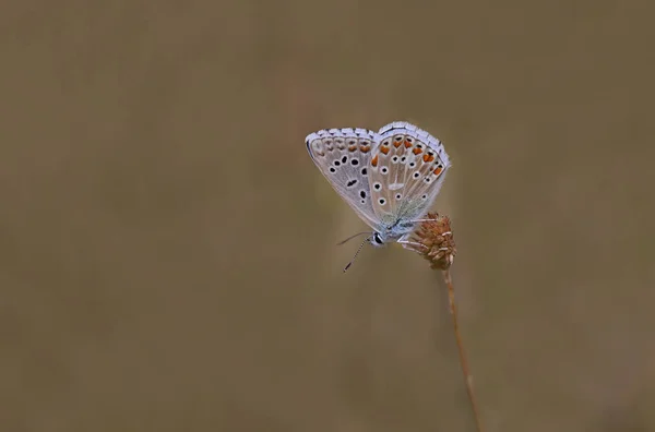 Mariposa Azul Ojos Múltiples Polyommatus Icarus — Foto de Stock